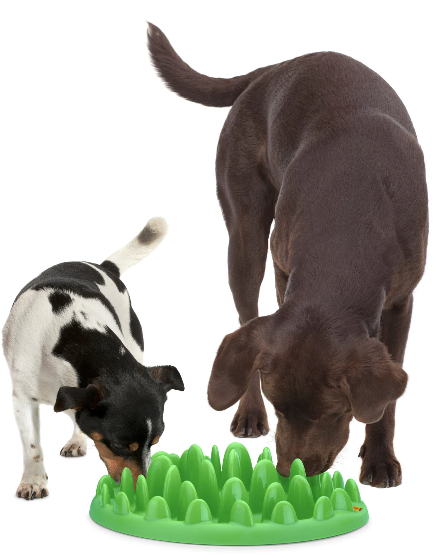 Flamingo Gamelle Anti-glouton Northmate Green Vert 40x30x10cm 6 Flamingo Gamelle Anti-glouton Northmate Green Vert 40x30x10cm – Image 4