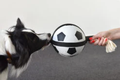 Flamingo Jouet Chien Matchball Balle De Foot 12,5cm -Flamingo || ROYAL CANIN || Trixie Soldes Boutique 426a3b0218cf394ef522fae6b5f519bbb9a230d83d2d89068b2c2dfa66fcc061