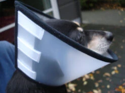 Flamingo Carcan Capo 31,5cm -Flamingo || ROYAL CANIN || Trixie Soldes Boutique 4627affe9c43143bc0a913756295bd573060085411c59cf34d156ed39bcde702