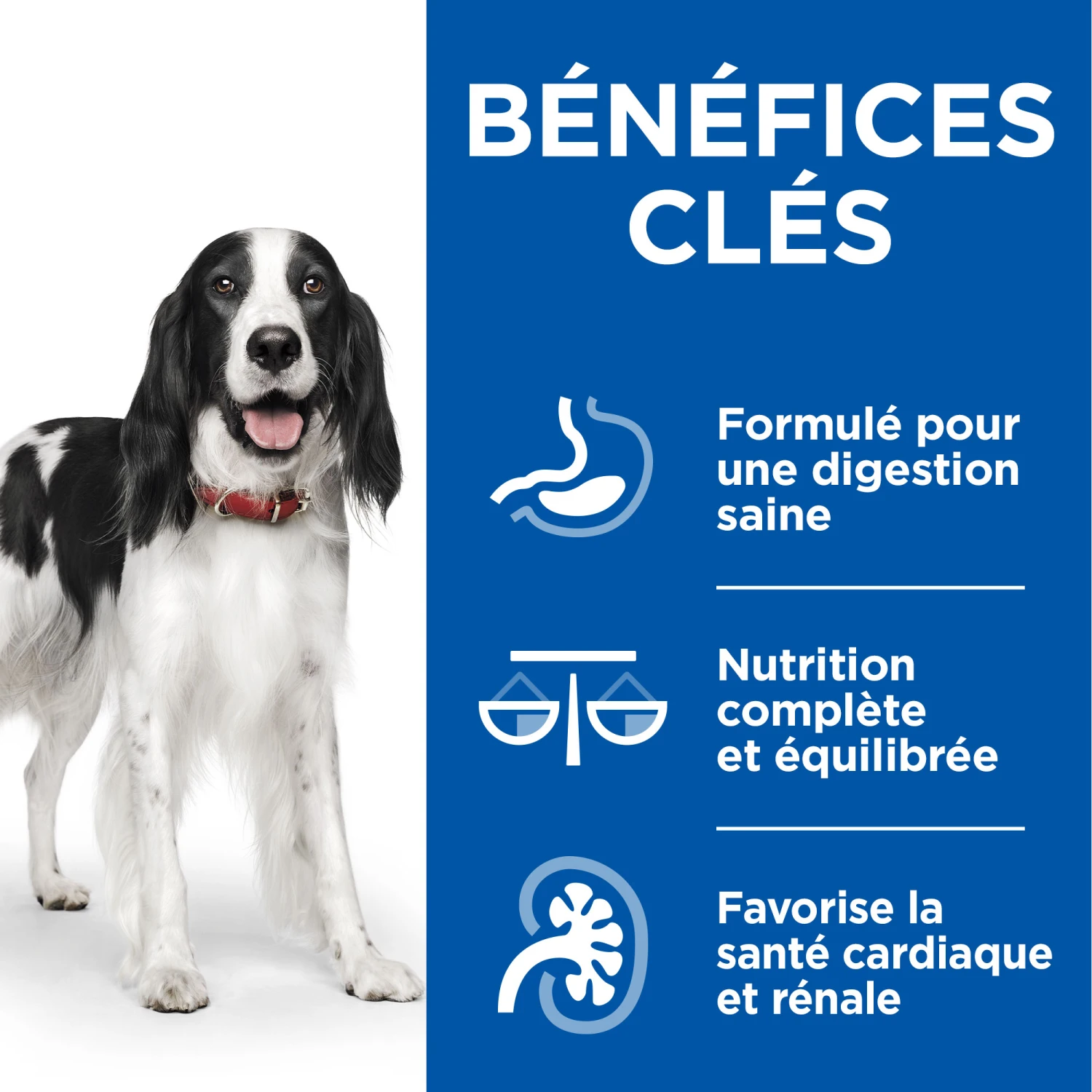 Hill's Science Plan Healthy Cuisine Mijoté Pour Chien Adulte Au Poulet Et Boeuf 9 Hill's Science Plan Healthy Cuisine Mijoté Pour Chien Adulte Au Poulet Et Boeuf – Image 7