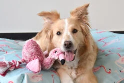 Flamingo Jouet Chien Peluche Andes Flamant Rose 36cm -Flamingo || ROYAL CANIN || Trixie Soldes Boutique 6aee37b1fcf593cb91672437a685dd8734f32d637e0b15053fdf3f74d92c2235