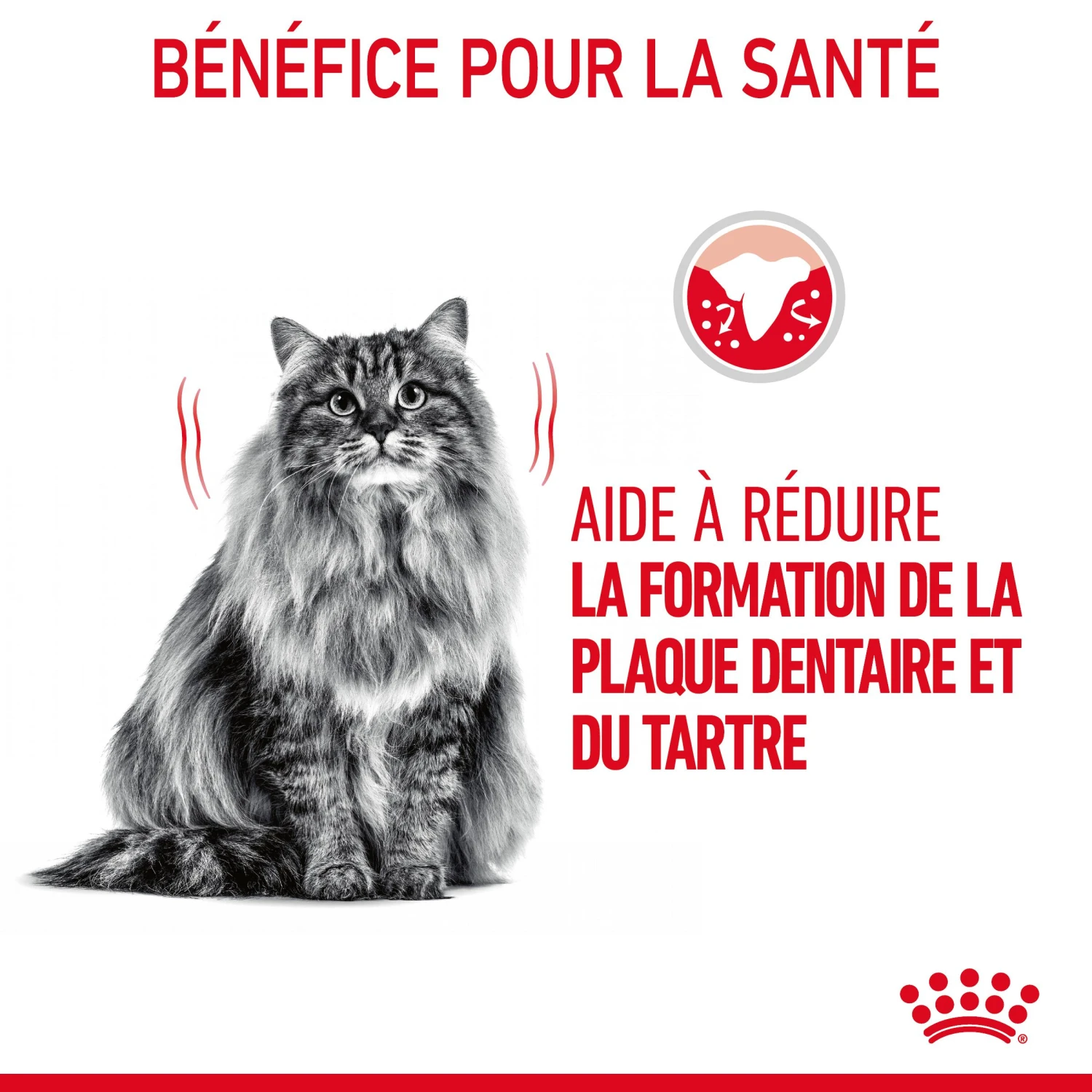 Royal Canin Dental Care Pour Chat 1,5kg 8 Royal Canin Dental Care Pour Chat 1,5kg – Image 6