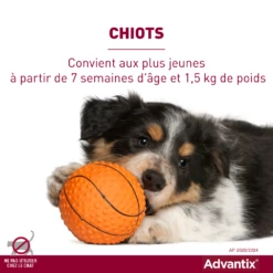 Advantix Très Petit Chien 2-4Kg -Flamingo || ROYAL CANIN || Trixie Soldes Boutique advantix convient aux chiots