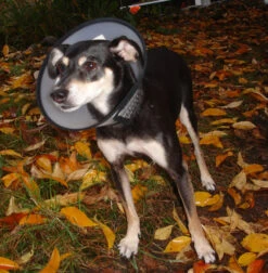 Flamingo Carcan Capo 38,5cm -Flamingo || ROYAL CANIN || Trixie Soldes Boutique b54c899084ba46427dff498ec39601600e6a1a93344b026b15e22d58b5743e36