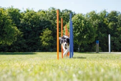 Trixie Slalom Fun Agility -Flamingo || ROYAL CANIN || Trixie Soldes Boutique bb55456ec35f6b09469109c025cb2b117c1a7e9435aae34b494b5f3304356ec8