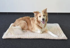 Flamingo Coussin Zupo Plat Rectangulaire Gris 100,5x63x2cm 10 Flamingo Coussin Zupo Plat Rectangulaire Gris 100,5x63x2cm -Flamingo || ROYAL CANIN || Trixie Soldes Boutique de5c5c4b160eef4ebe924dd58e302b4a4f13be5b0e2b05e1751b339ca6f7eb58