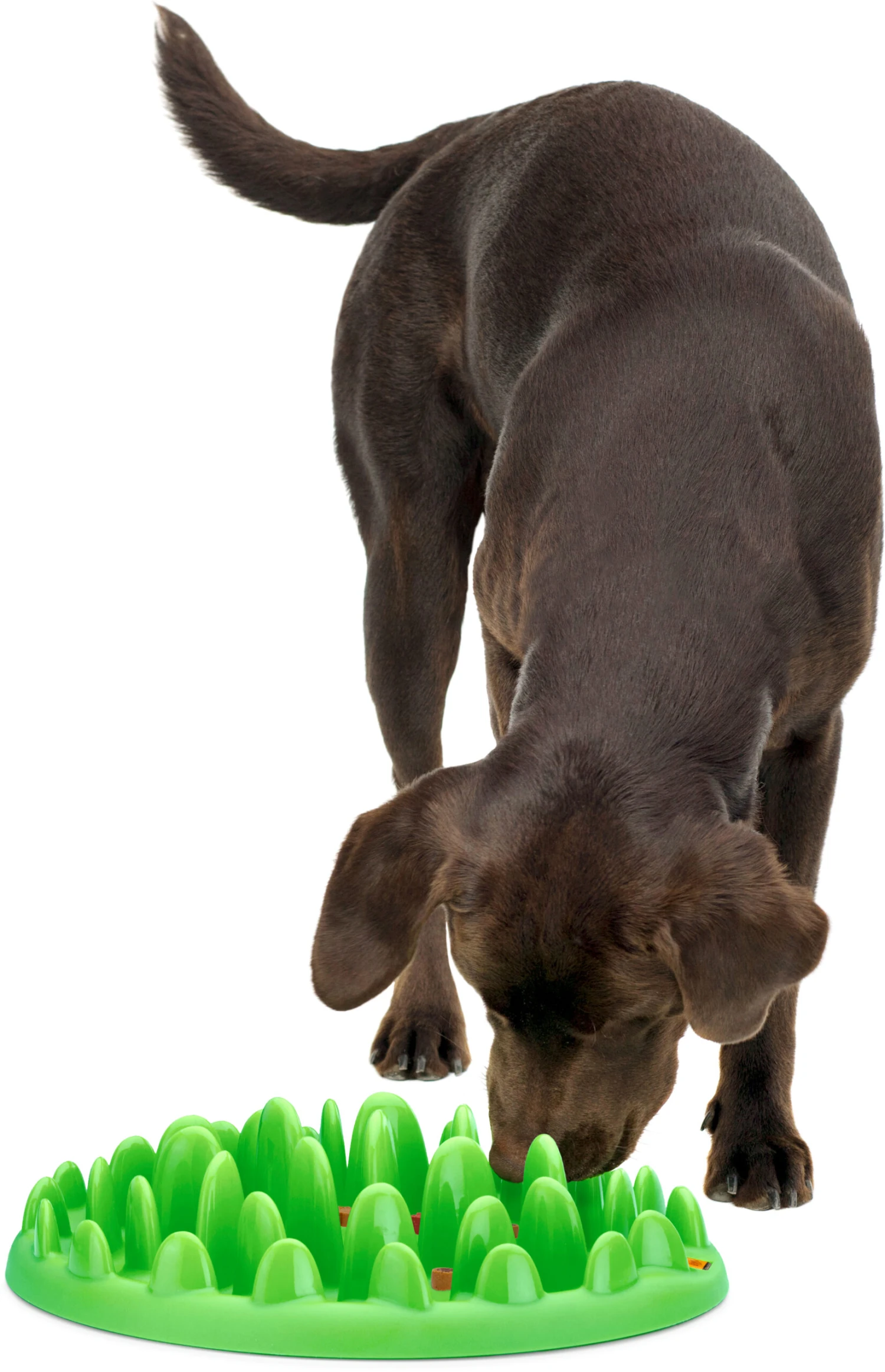 Flamingo Gamelle Anti-glouton Northmate Green Vert 40x30x10cm 4 Flamingo Gamelle Anti-glouton Northmate Green Vert 40x30x10cm – Image 2