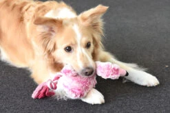 Flamingo Jouet Chien Peluche Andes Flamant Rose 36cm -Flamingo || ROYAL CANIN || Trixie Soldes Boutique ed2d50211e2888730dfb561c12fb49e3b6842b0562aadf2de2065d6f320fa5c3