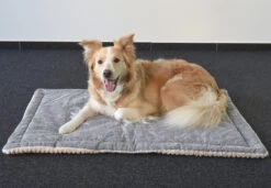 Flamingo Coussin Zupo Plat Rectangulaire Gris 100,5x63x2cm 11 Flamingo Coussin Zupo Plat Rectangulaire Gris 100,5x63x2cm -Flamingo || ROYAL CANIN || Trixie Soldes Boutique ed981943eaed3c8161e97a32c795c87794e26981df13a2dc04c0858f21b9fedd