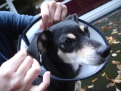 Flamingo Carcan Capo 31,5cm -Flamingo || ROYAL CANIN || Trixie Soldes Boutique faa9529e5b9f77cc94f3f7dd4fedc2f14c8fa97292c91b445bf394fb4d1ac286