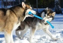 Safestix KONG -Flamingo || ROYAL CANIN || Trixie Soldes Boutique fb80efaed2ac5ccd81d3243c6c7f43066f6bf207daa1c3ed5d318c728421b9df