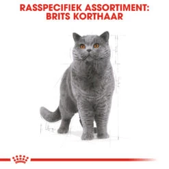Royal Canin British Shorthair Pour Chat 4kg -Flamingo || ROYAL CANIN || Trixie Soldes Boutique rc fbn britishsh cv eretailkit 1 nl nl 1