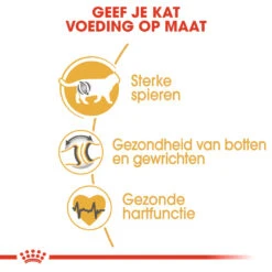 Royal Canin British Shorthair Pour Chat 4kg -Flamingo || ROYAL CANIN || Trixie Soldes Boutique rc fbn britishsh cv eretailkit 3 nl nl 1