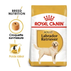 Royal Canin Labrador Retriever Adult Pour Chien 12kg -Flamingo || ROYAL CANIN || Trixie Soldes Boutique royal canin labrador retriever adult croquettes pour chien labrador retriever adulte 1
