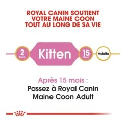 Royal Canin Maine Coon Chaton Pour Chat 10kg -Flamingo || ROYAL CANIN || Trixie Soldes Boutique royal canin maine coon kitten maine coon kitten 4