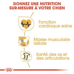 Royal Canin Rottweiler Adult Pour Chien 12kg 10 Royal Canin Rottweiler Adult Pour Chien 12kg -Flamingo || ROYAL CANIN || Trixie Soldes Boutique royal canin rottweiler adult rottweiler 2