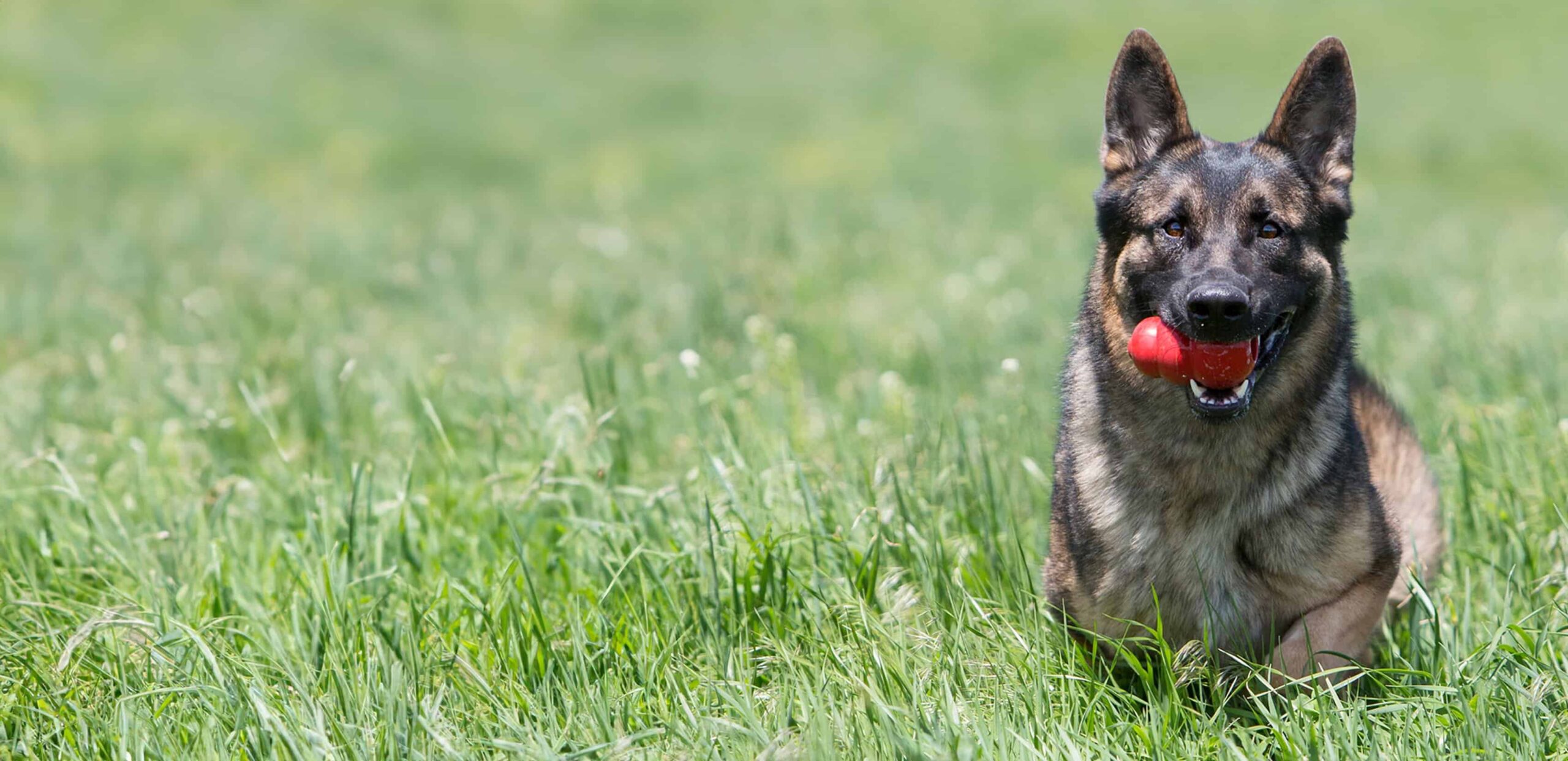 Devant -Flamingo || ROYAL CANIN || Trixie Soldes Boutique KONG Website Hero 19 scaled